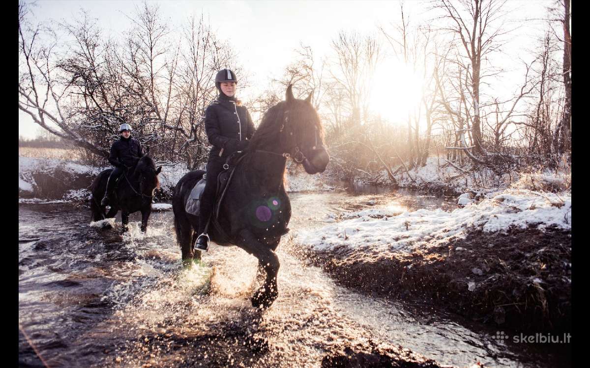 Fryzu zirgai - friesian horses for sale - nuotraukos Nr. 9