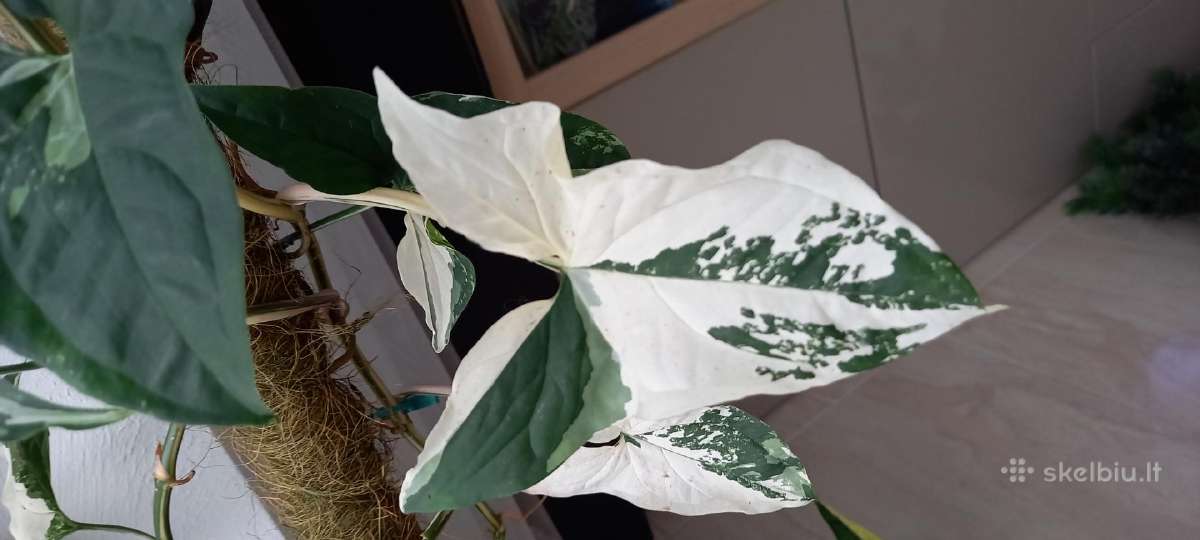 Syngonium Amerald Gem kolekcinis augalas.arba Alba - nuotraukos Nr. 7
