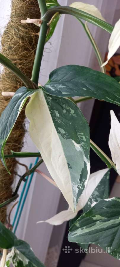 Syngonium Amerald Gem kolekcinis augalas.arba Alba - nuotraukos Nr. 8