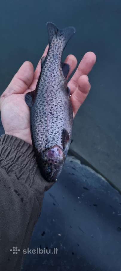 Ikrai,gintariniai, Vaivorykstiniai. Mailius, - nuotraukos Nr. 3