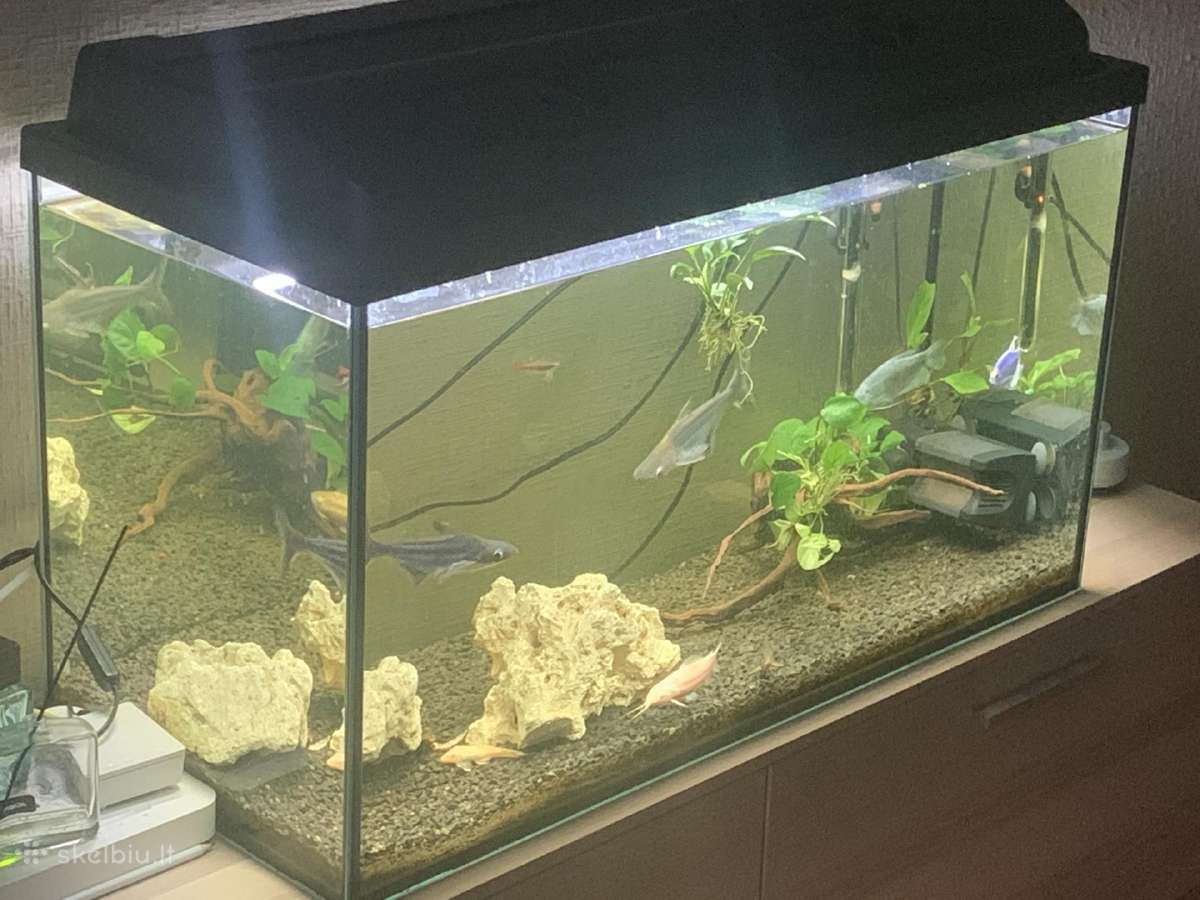 Akvariumas 120l - Skelbiu.lt