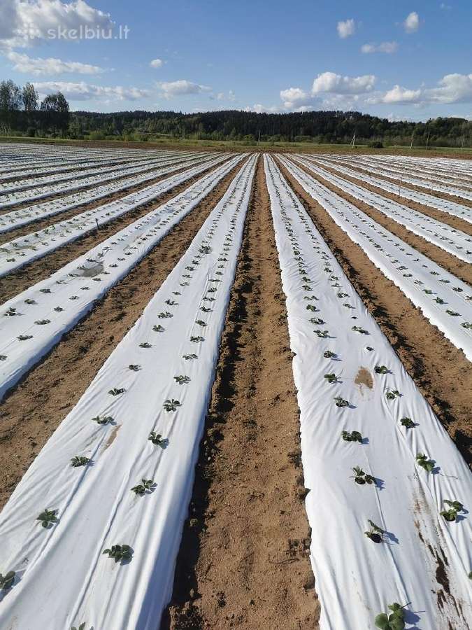 Agrotekstilė 99 g. šilauogėms, avietėms, tujoms - nuotraukos Nr. 5