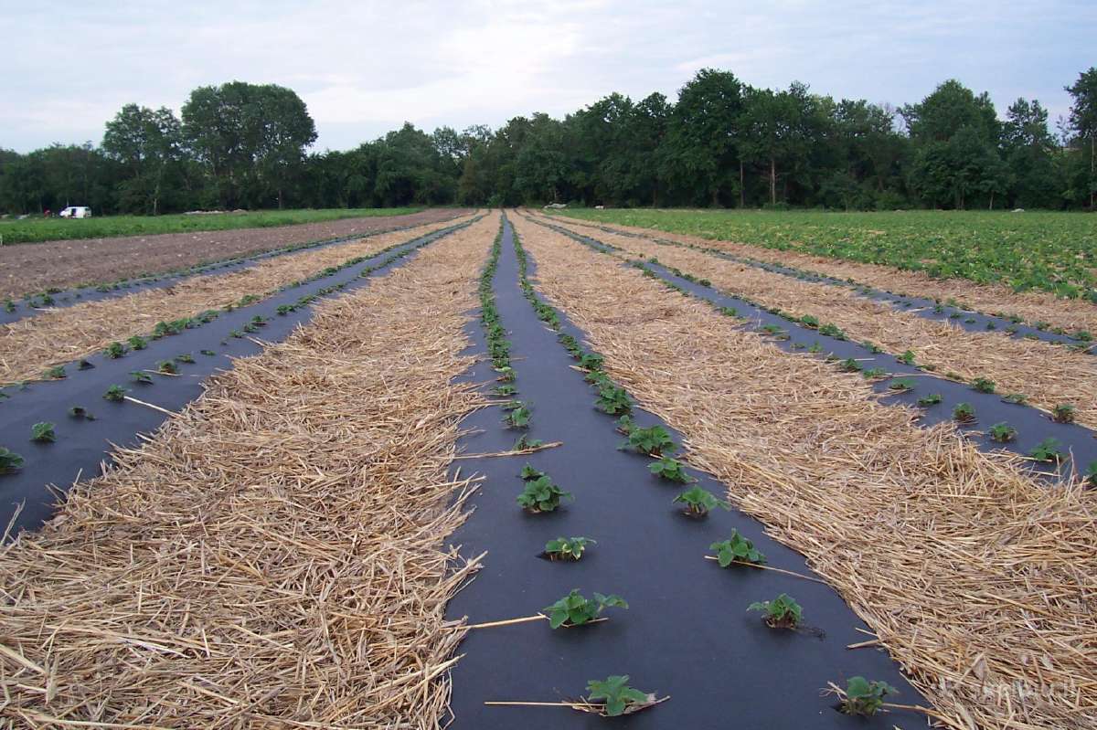 Agrotekstilė 99 g. šilauogėms, avietėms, tujoms - nuotraukos Nr. 7
