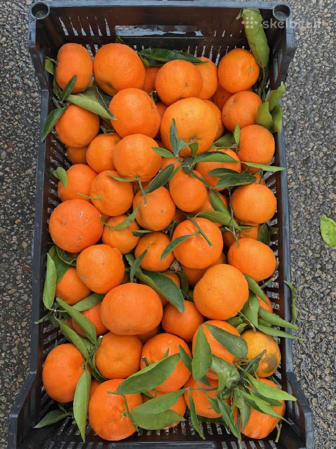 Vaisiai iš Ispanijos alyvuogės tunas didmena - nuotraukos Nr. 7