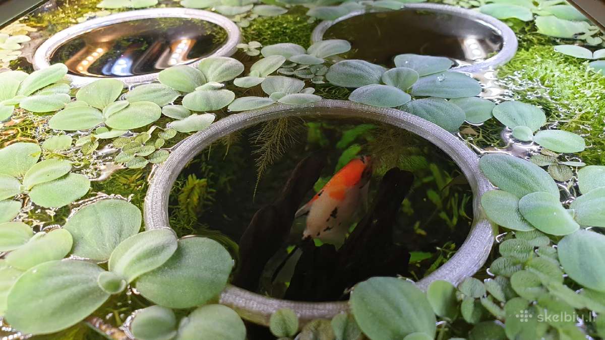 Akvariumo augalai - nuotraukos Nr. 23