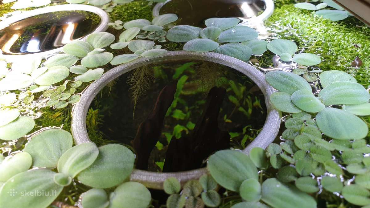 Akvariumo augalai - nuotraukos Nr. 24