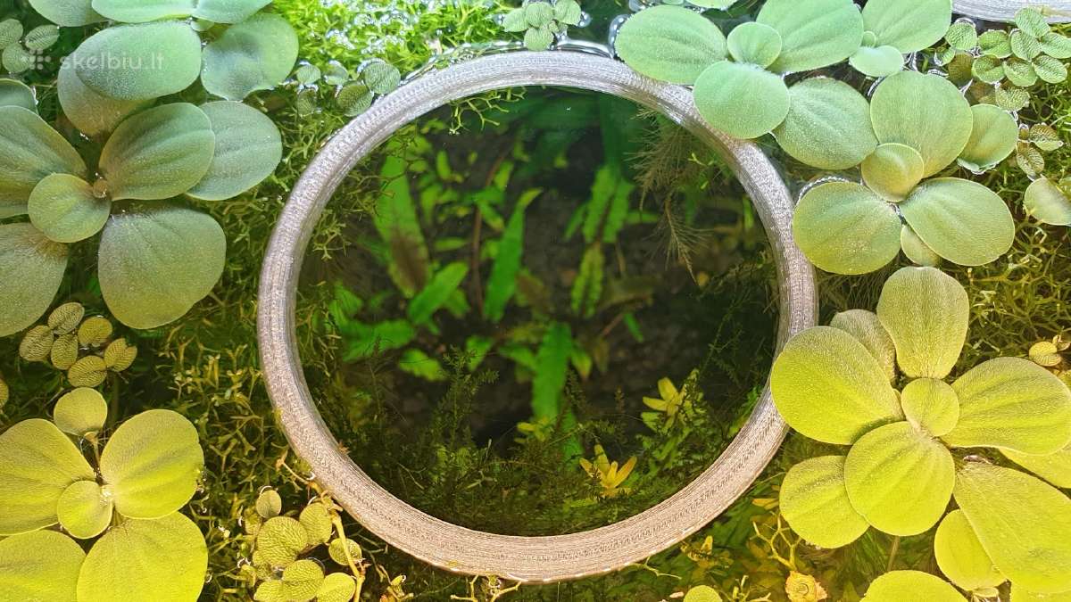 Akvariumo augalai - nuotraukos Nr. 25