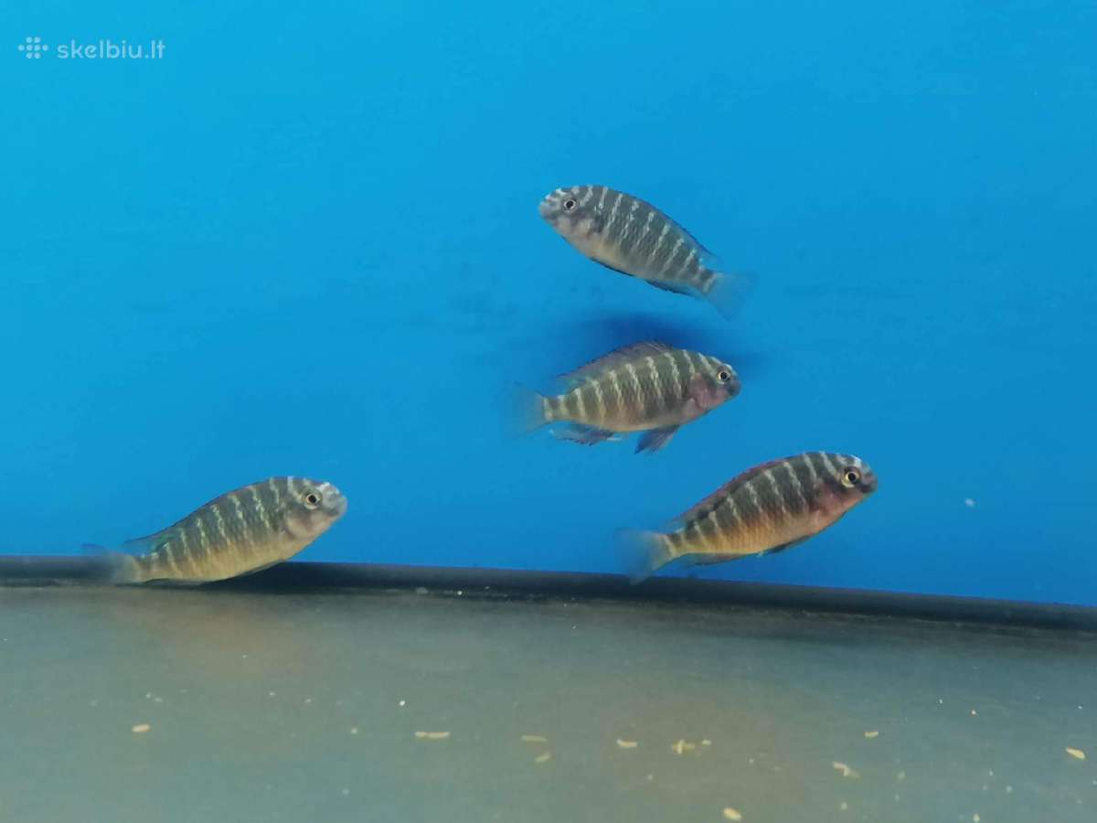 Tropheus Duboisi - nuotraukos Nr. 9