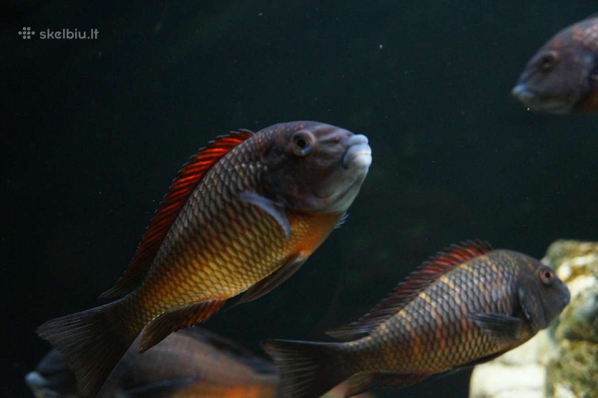 Tropheus Duboisi - nuotraukos Nr. 11