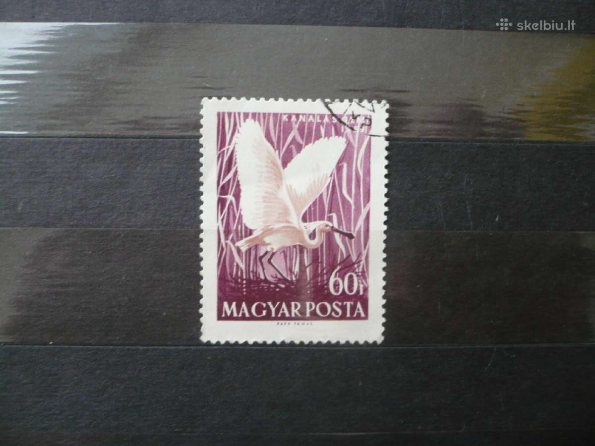 1959 m. vandens paukščiai – Platalea leucorodia
