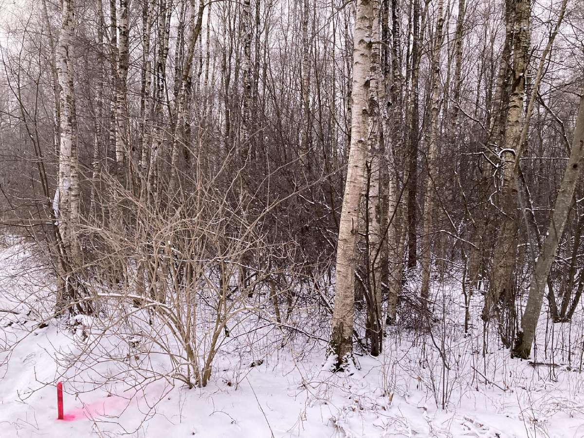 Apleistų sklypų tvarkymas, medžių pjovimas - nuotraukos Nr. 3