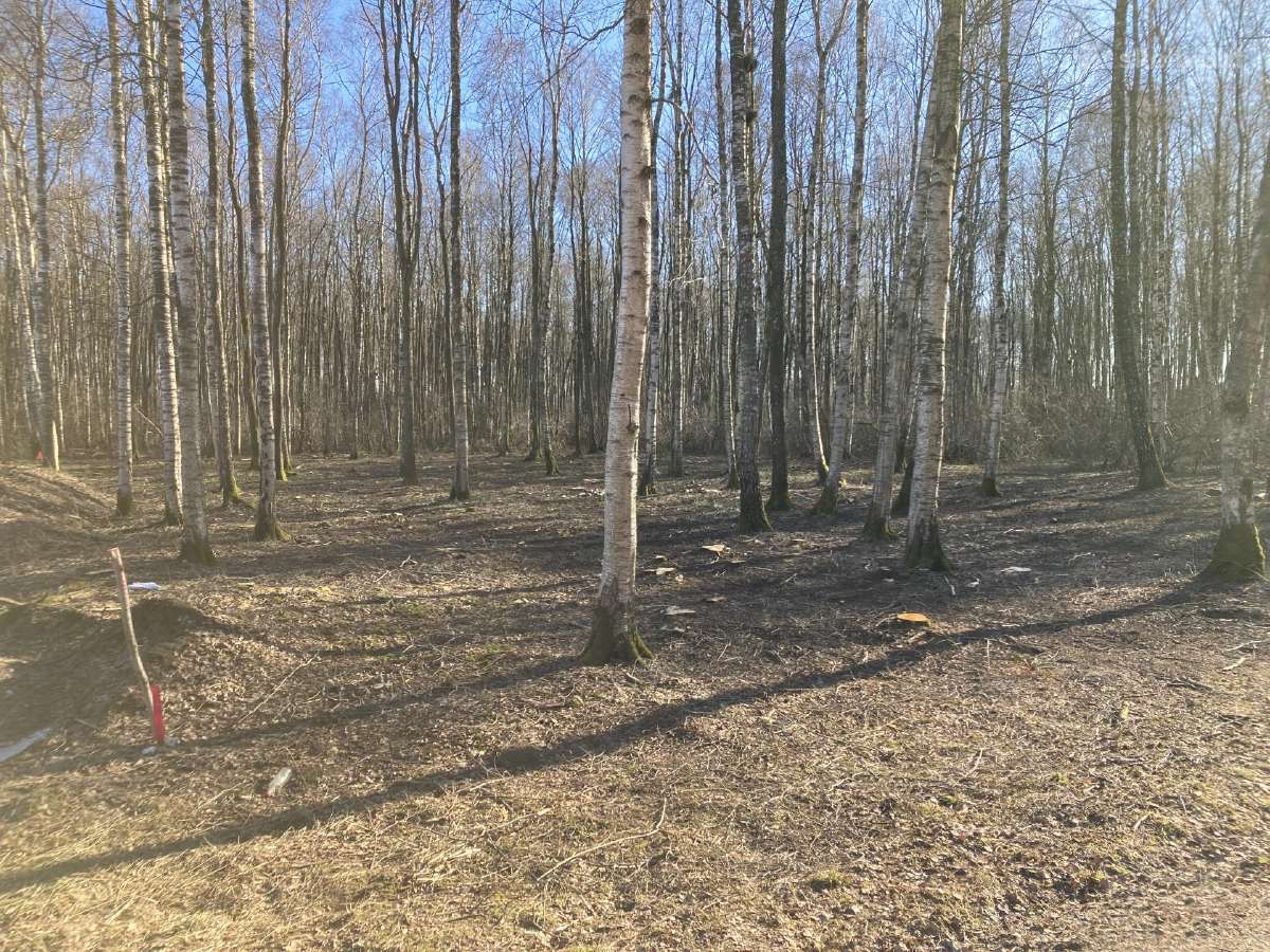 Apleistų sklypų tvarkymas, medžių pjovimas - nuotraukos Nr. 4