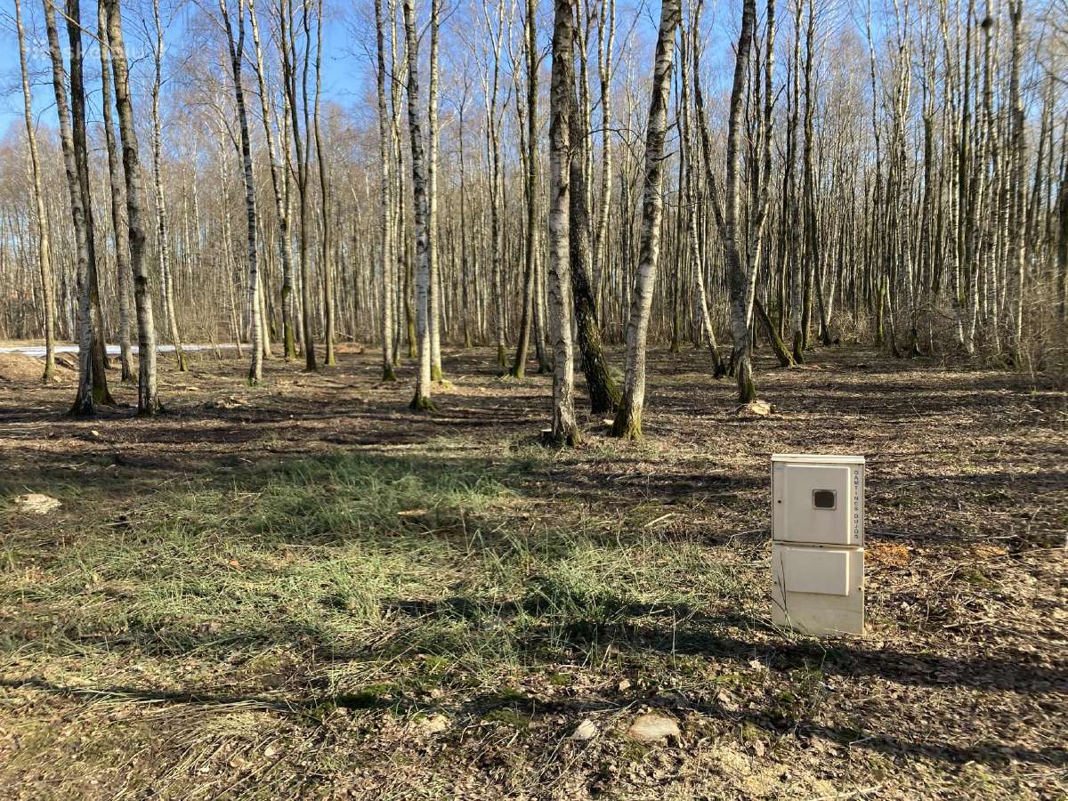 Apleistų sklypų tvarkymas, medžių pjovimas - nuotraukos Nr. 2