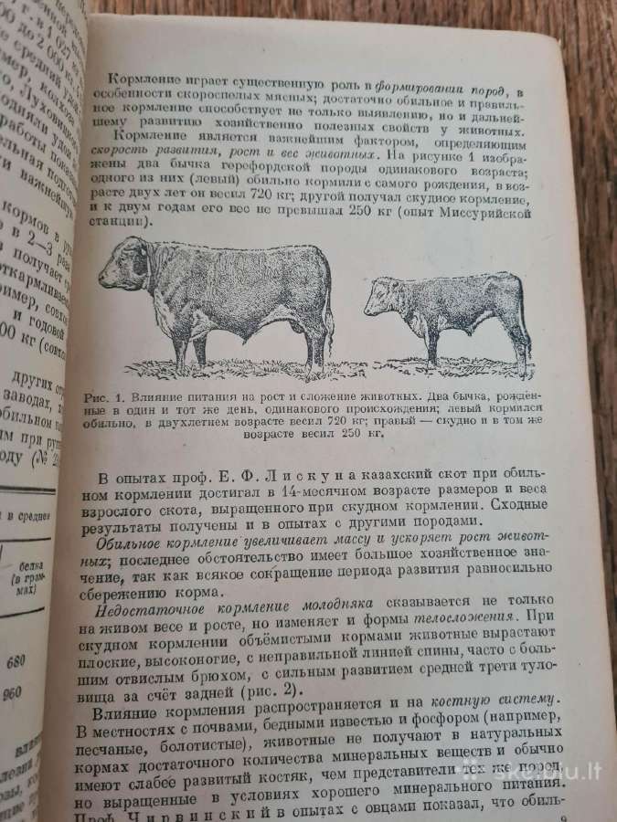 Кормление сельскохозяйственных животных 1946 - nuotraukos Nr. 13