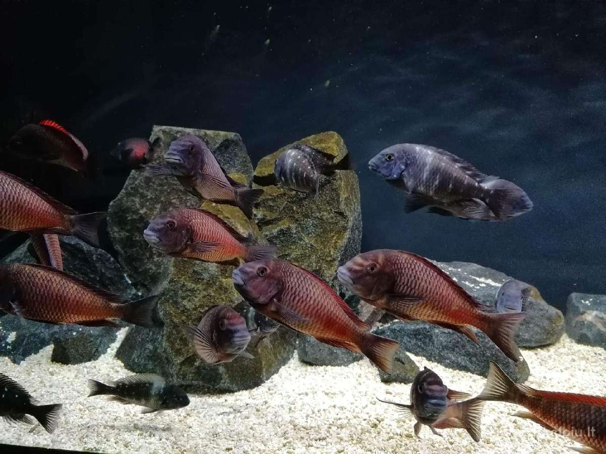 Tropheus Duboisi - nuotraukos Nr. 5