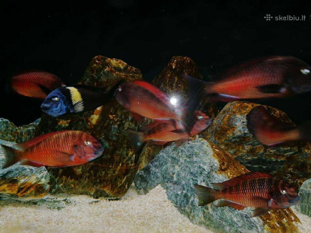 Tropheus Duboisi - nuotraukos Nr. 6