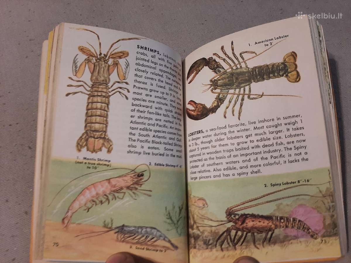 Gyvūnijos pasaulyje - nuotraukos Nr. 24