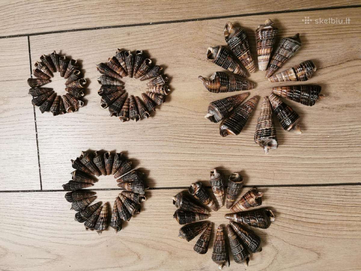 Jūros kriauklės Cerithidea nuo 2 iki 6 cm - nuotraukos Nr. 2