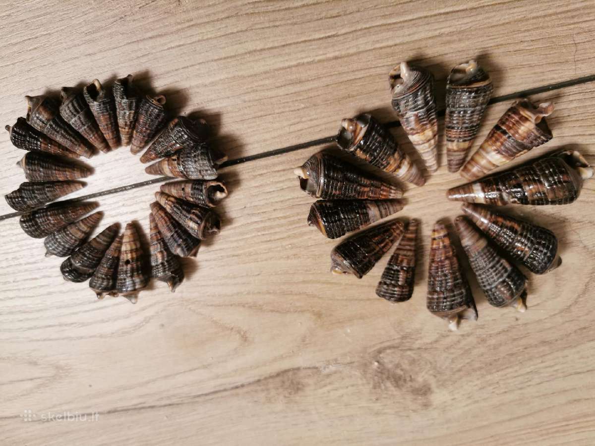 Jūros kriauklės Cerithidea nuo 2 iki 6 cm - nuotraukos Nr. 3