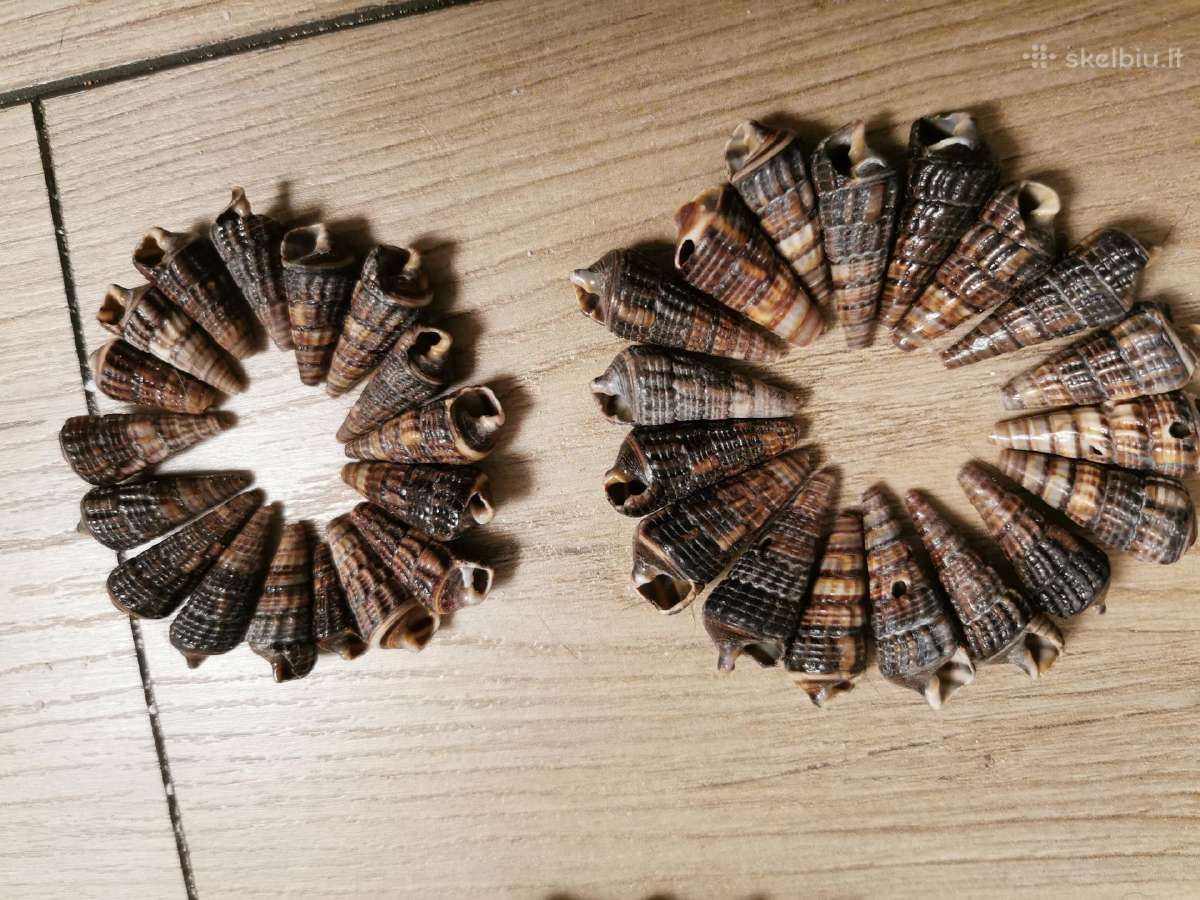 Jūros kriauklės Cerithidea nuo 2 iki 6 cm - nuotraukos Nr. 4