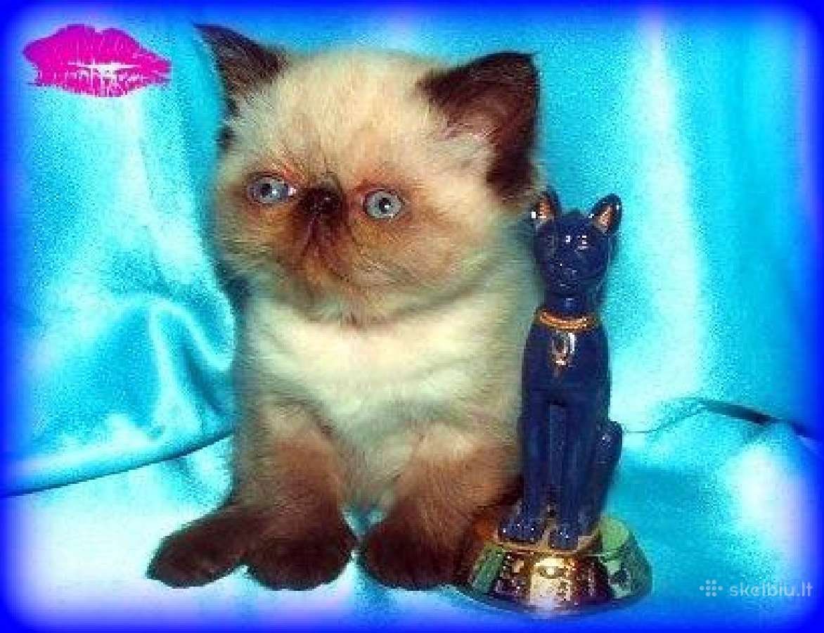 Katinas,kviecia Приглашает кошек Экзот и Перс - nuotraukos Nr. 4