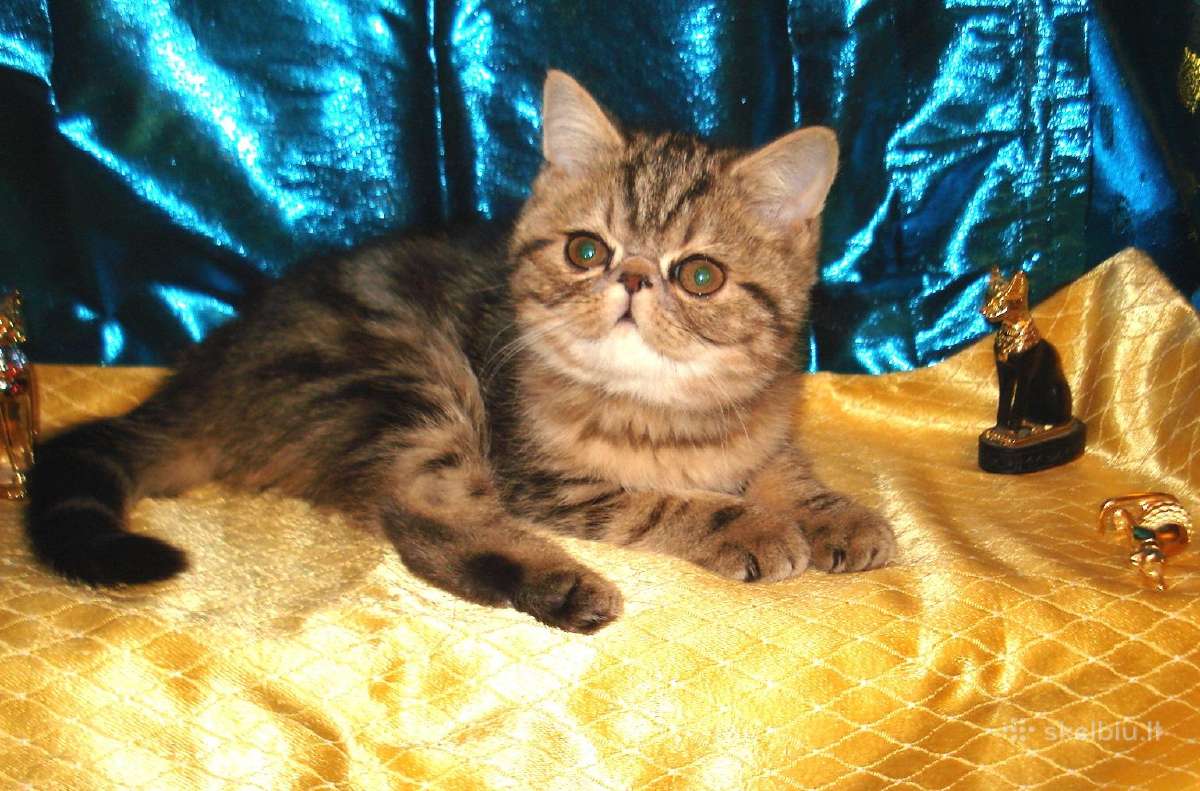 Katinas,kviecia Приглашает кошек Экзот и Перс - nuotraukos Nr. 5