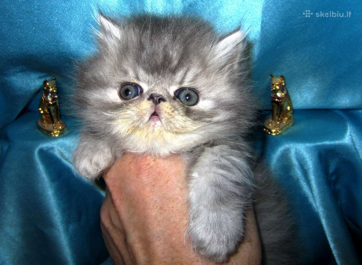 Katinas,kviecia Приглашает кошек Экзот и Перс - nuotraukos Nr. 14