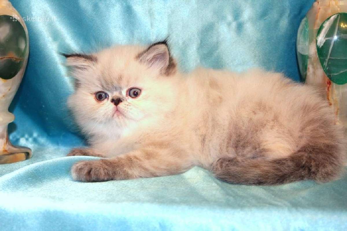 Katinas,kviecia Приглашает кошек Экзот и Перс - nuotraukos Nr. 17