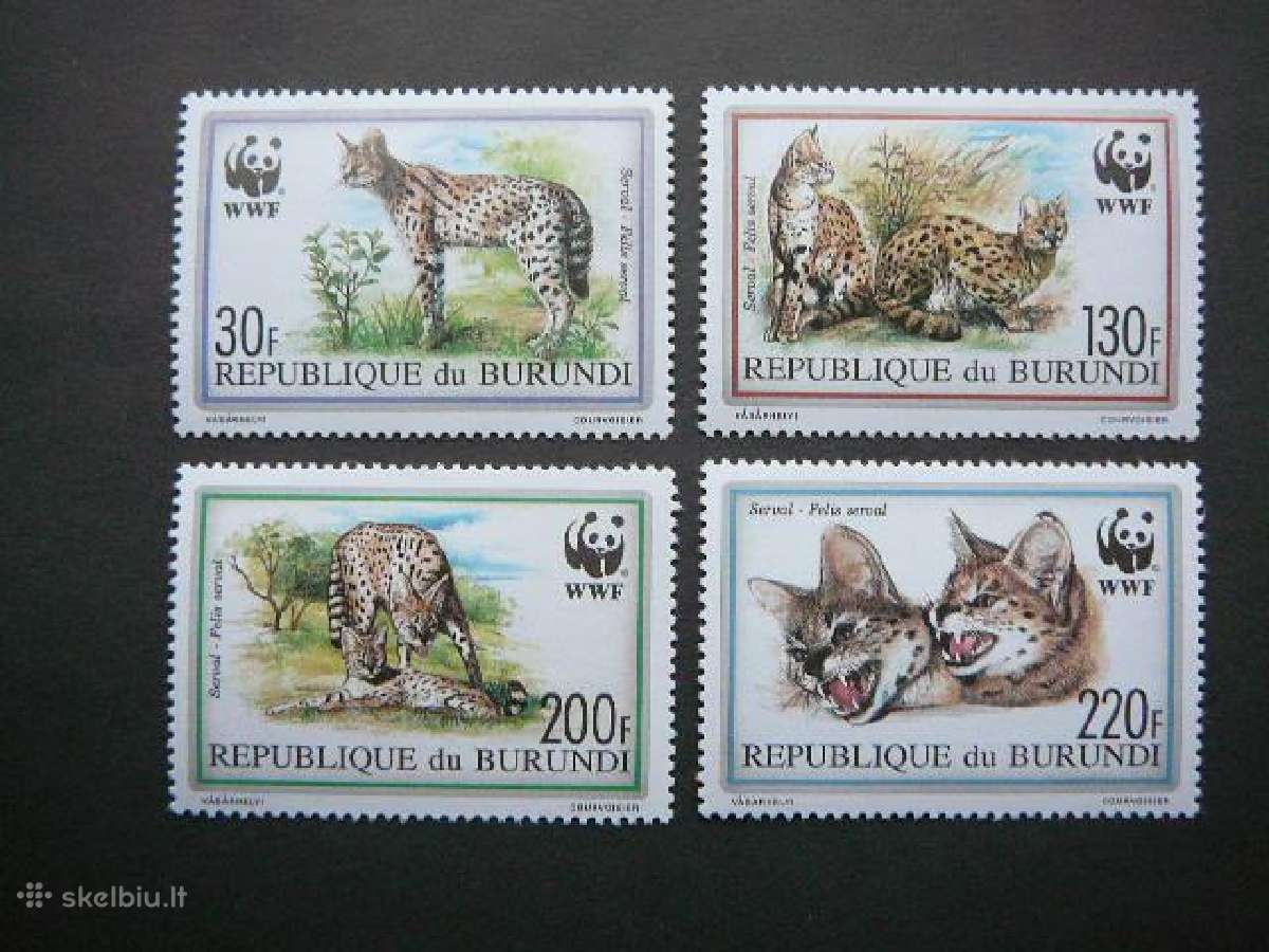 Servalai Kates laukines Burundis 1992 bur1758