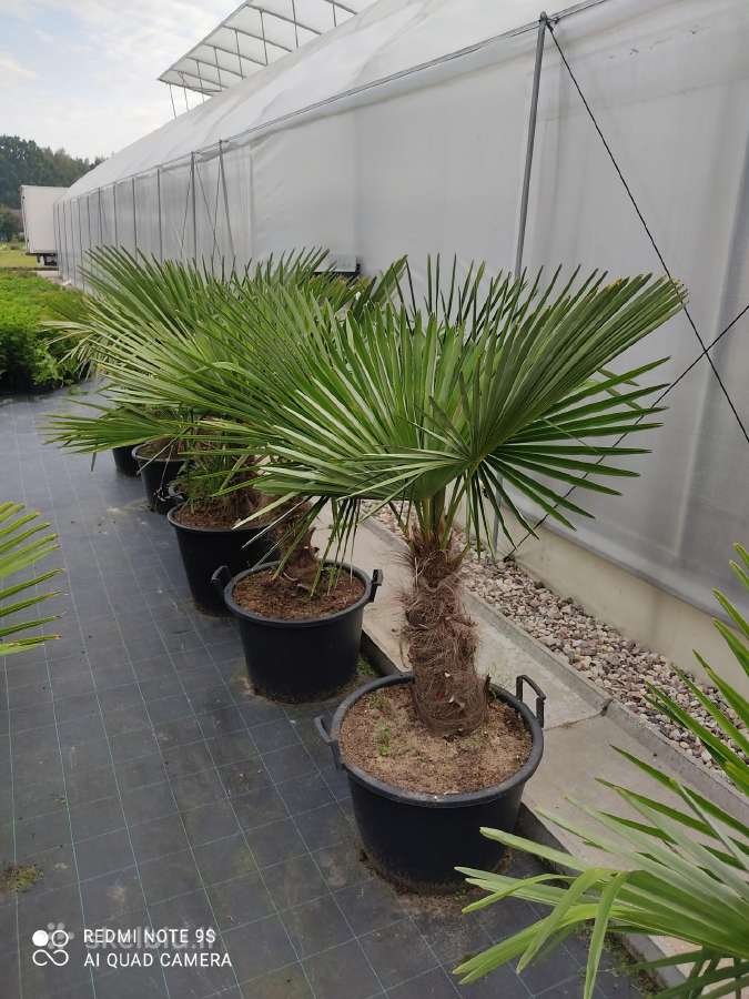 Palmes Trachycarpus exselsia fortune - nuotraukos Nr. 3
