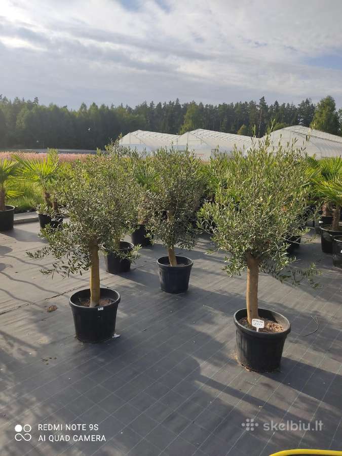 Palmes Trachycarpus exselsia fortune - nuotraukos Nr. 13