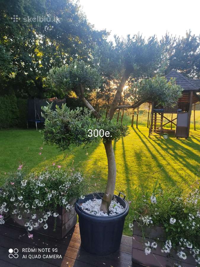Palmes Trachycarpus exselsia fortune - nuotraukos Nr. 14