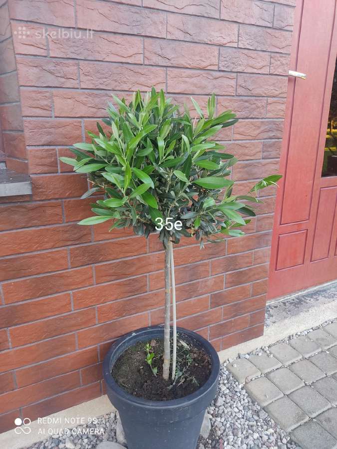 Palmes Trachycarpus exselsia fortune - nuotraukos Nr. 16