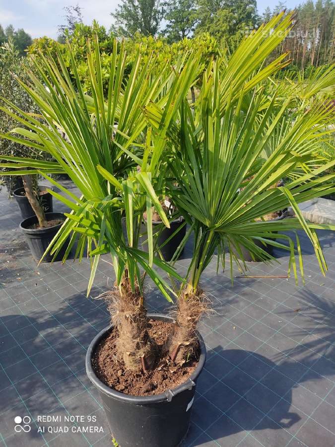 Palmes Trachycarpus exselsia fortune - nuotraukos Nr. 15
