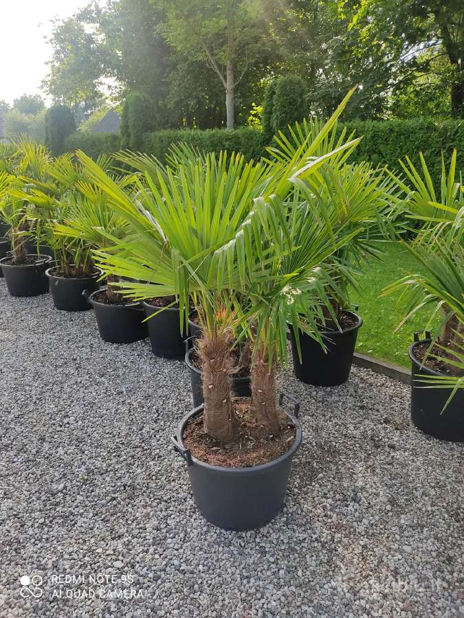Palmes Trachycarpus exselsia fortune - nuotraukos Nr. 17