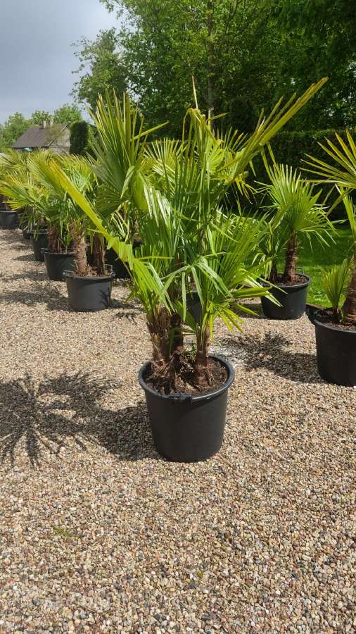 Palmes Trachycarpus exselsia fortune - nuotraukos Nr. 5