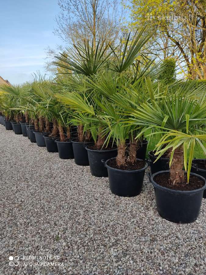 Palmes Trachycarpus exselsia fortune