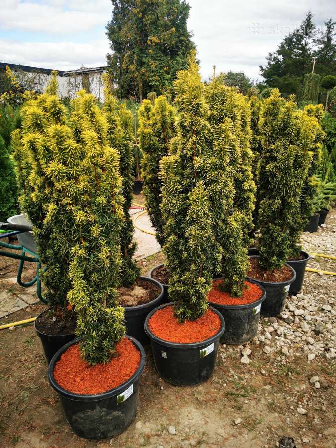Kukmedis europinis David Golden aukso spalvos - nuotraukos Nr. 2