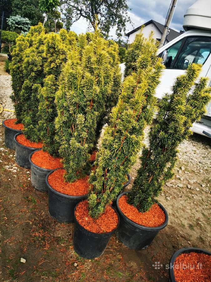 Kukmedis europinis David Golden aukso spalvos - nuotraukos Nr. 6