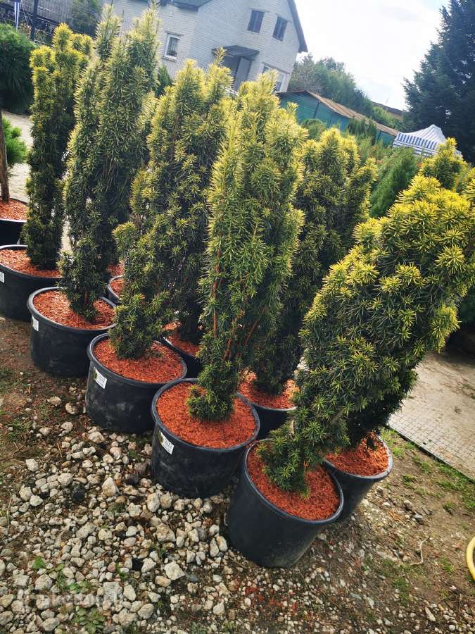 Kukmedis europinis David Golden aukso spalvos - nuotraukos Nr. 8