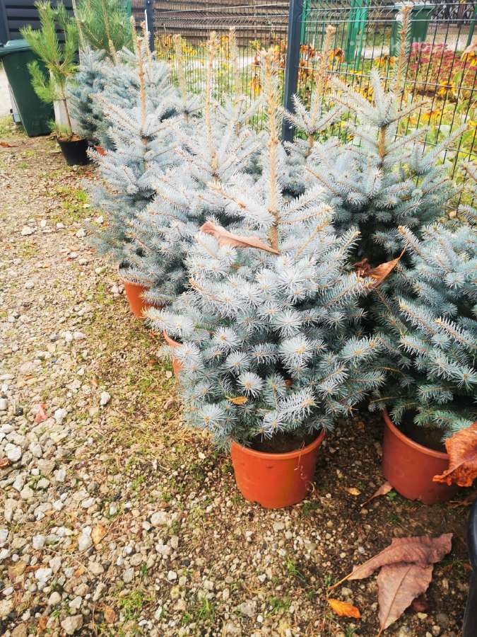 Kukmedis europinis David Golden aukso spalvos - nuotraukos Nr. 15