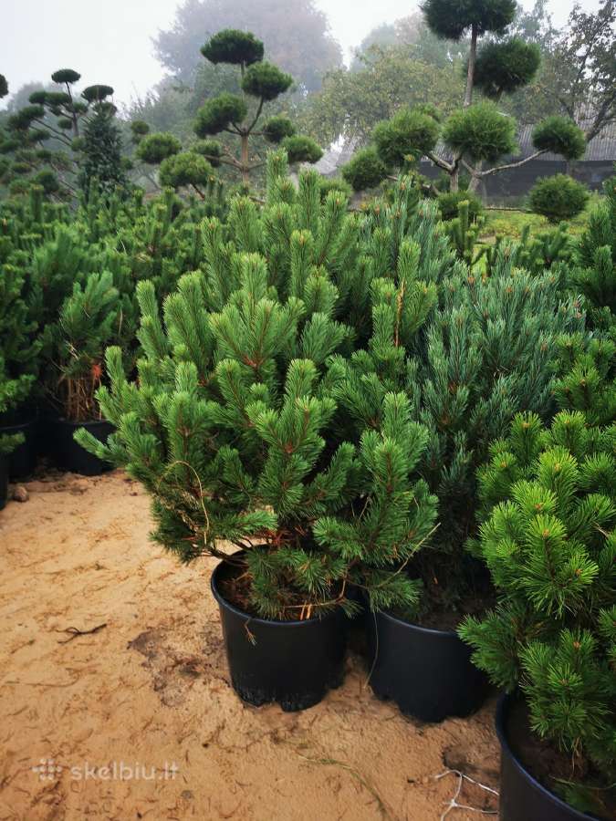 Kalninės pušis kalnapušes pušies bonsai Vilniuje - nuotraukos Nr. 2