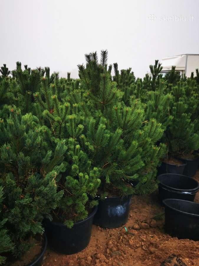 Kalninės pušis kalnapušes pušies bonsai Vilniuje - nuotraukos Nr. 3