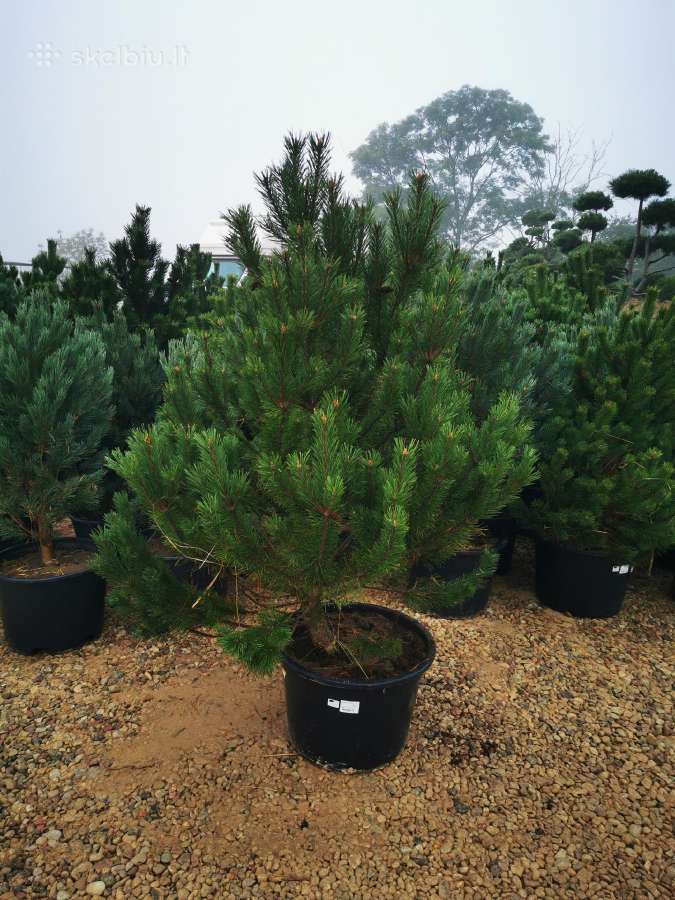 Kalninės pušis kalnapušes pušies bonsai Vilniuje - nuotraukos Nr. 4