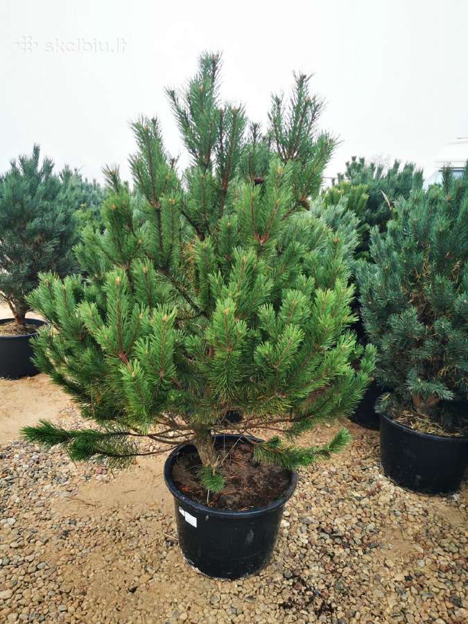 Kalninės pušis kalnapušes pušies bonsai Vilniuje - nuotraukos Nr. 6