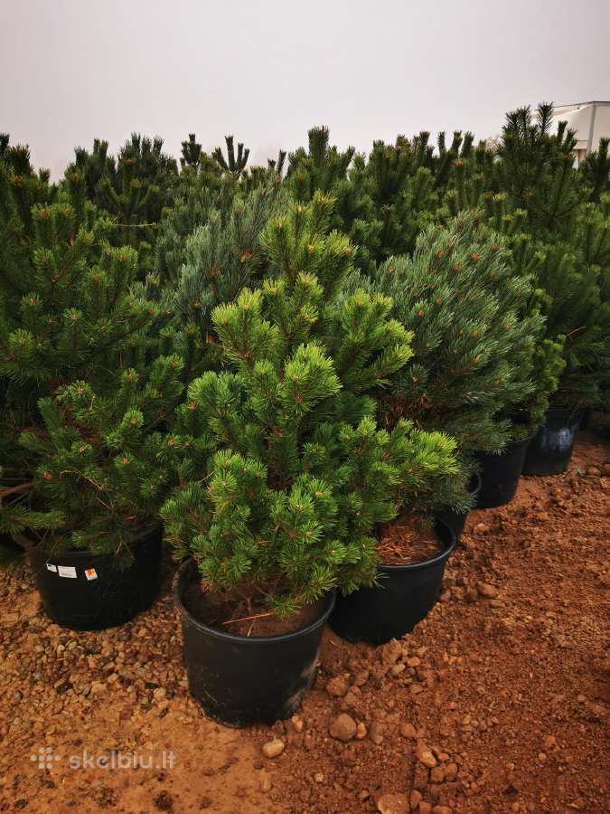 Kalninės pušis kalnapušes pušies bonsai Vilniuje - nuotraukos Nr. 7