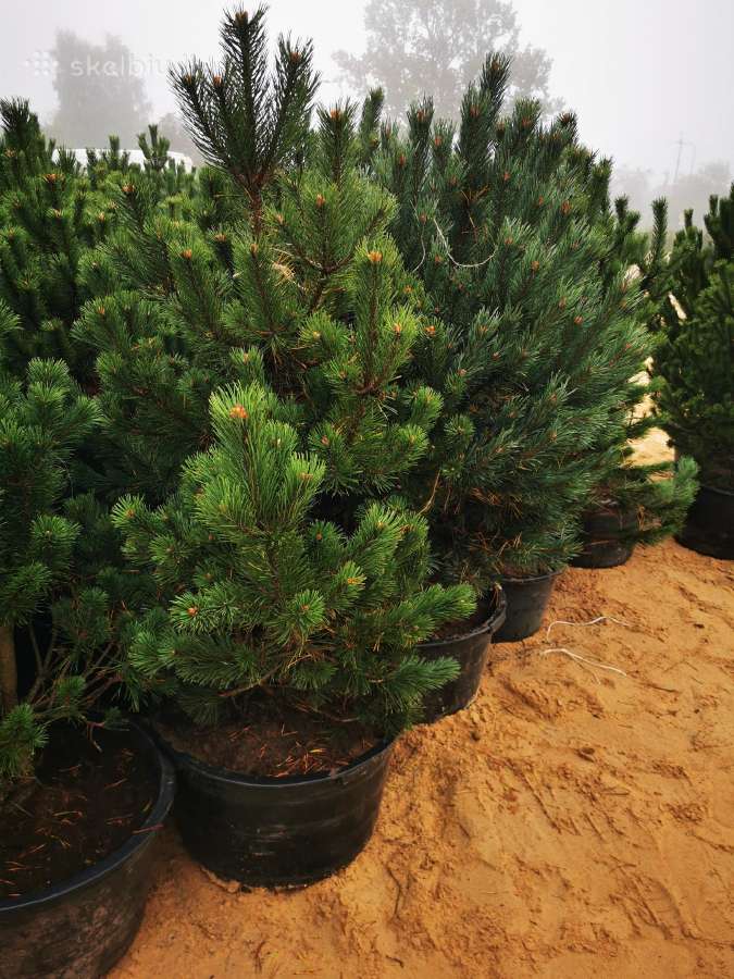 Kalninės pušis kalnapušes pušies bonsai Vilniuje - nuotraukos Nr. 8