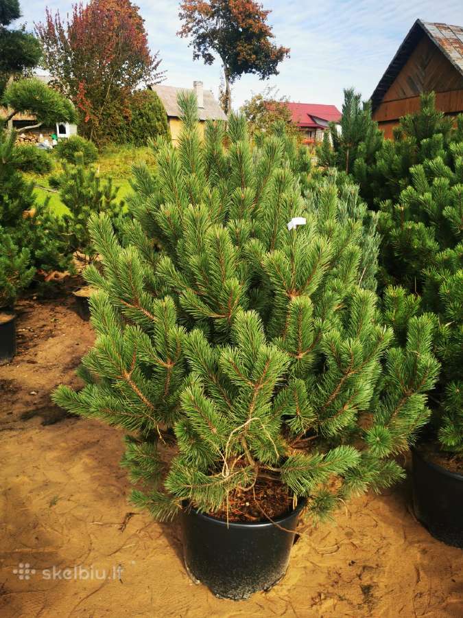Kalninės pušis kalnapušes pušies bonsai Vilniuje - nuotraukos Nr. 10