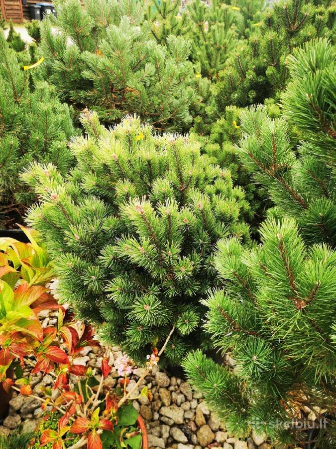 Kalninės pušis kalnapušes pušies bonsai Vilniuje - nuotraukos Nr. 11