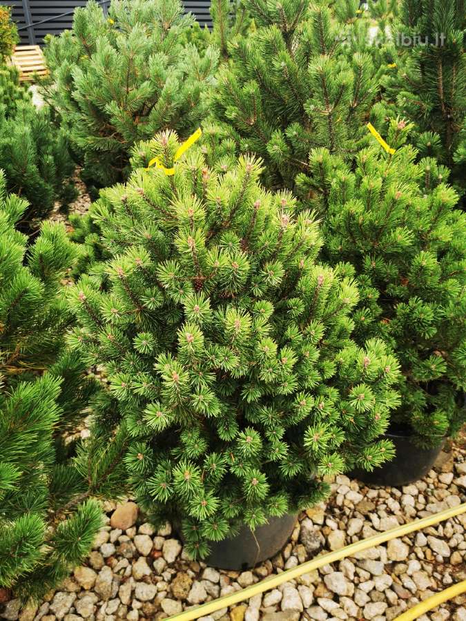 Kalninės pušis kalnapušes pušies bonsai Vilniuje - nuotraukos Nr. 12